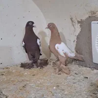 ۲جفت الوان اعلا