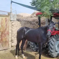 اسب مادیون عرب ایرانی|اسب و تجهیزات اسبسواری|ابرکوه, |دیوار