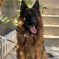 ژرمن شپرد کلاس Aوارداتی