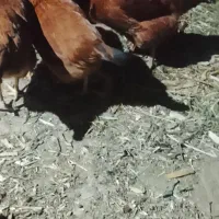 مرغ