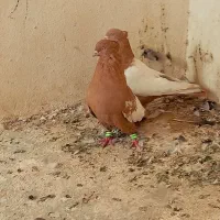 کفتر نروماده سینه زرد|پرنده|شیراز, ویلاشهر|دیوار