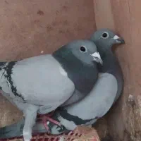 پشتی کبوتر|پشتی|مشهد, بهار|دیوار