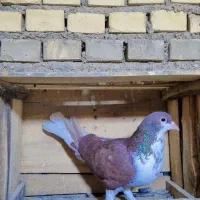 سه عدد کفتر