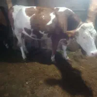 گاو شکم سوم با گوساله نر|حیوانات مزرعه|کشاورز, |دیوار