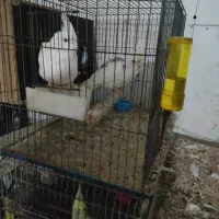 عروس هلندی با طوطی برزیلی|پرنده|شوش, |دیوار