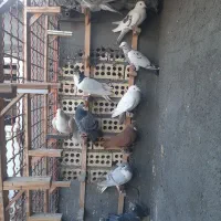 ۱۱عددصیدهمه پرشی|حیوانات|مشهد, عبادی|دیوار