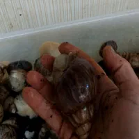 حلزون آچاتینا