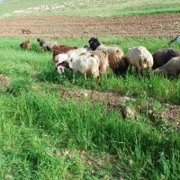ساورین|حیوانات مزرعه|بیستون, |دیوار