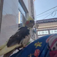 گم شدن عروس هلندی|پرنده|فرخشهر, |دیوار