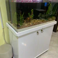 اکواریوم شرکتی شیشه خم