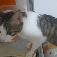 واگذاری رایگان گربه