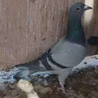 پلاکی.وکبوتر|پرنده|شهرکرد, |دیوار