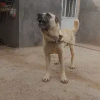 سگ گله ای ونگهبان