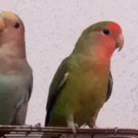 طوطی|پرنده|سنندج, |دیوار