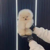 سگ فنجونی سایز صفر