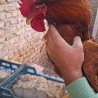 خروس جوان محلی|حیوانات مزرعه|محمدشهر, ولدآباد|دیوار