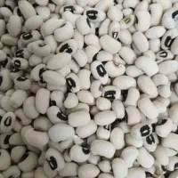 لوبیاچشم بلبلی درشت دره شهر