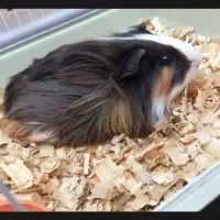 همستر، خوکچه هندی|موش و خرگوش|اهواز, آریاشهر|دیوار