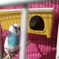 مرغ عشق و فنچ|پرنده|فشاپویه, |دیوار