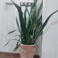 گل سانسوریا|گل و گیاه طبیعی|بجنورد, |دیوار