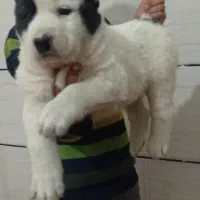 توله آلابای ترکمن خالص فی فقط سه و پونصد