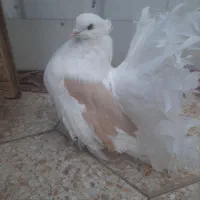 کبوتر چتری