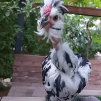 جوجه گلین گردن لخت چهل تاج و ریشو مشکی خال سوزنی|حیوانات مزرعه|خمینی‌شهر, |دیوار