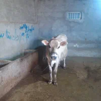 گاو جرسی