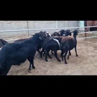 میش قزل افشار