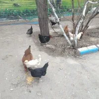 مرغ و خروس|حیوانات مزرعه|قم, بلوار امین و ساحلی|دیوار