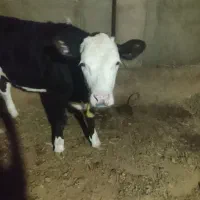 گاوسمتال با گوساله ماده