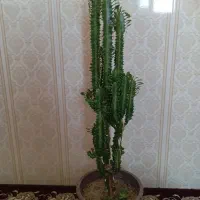 گل طبیعی|گل و گیاه طبیعی|مشگین شهر, |دیوار