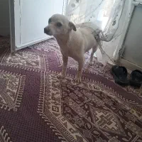 سگ پاکوتا خوشگل بازی گوش