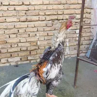 جوجه لاری اشامو