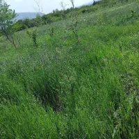 باغچه فروشی|فروش دفتر صنعتی، کشاورزی، تجاری|انزل, |دیوار