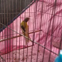 قناری نر رسمی