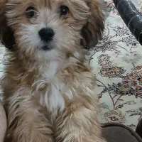 سگ اپارتمانی