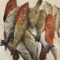 میگو تازه
