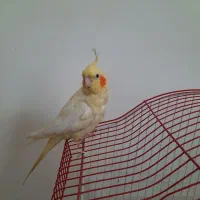 عروس هلندی ماده