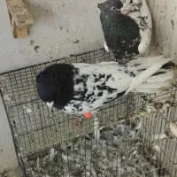 یک جفت کله و یک کلاغ سیاه نر|پرنده|مشهد, کریم آباد|دیوار