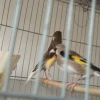 سلام سهره دورگ کوتاه بلند خون جفتی قناری به شرط|پرنده|قرچک, شهرک طلائیه|دیوار