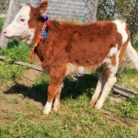 دوراس گوساله سیمینتال ماده خوراک خور از گاو تلیسه