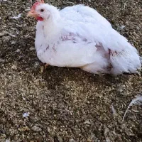 خروس کشتی جهت نذری