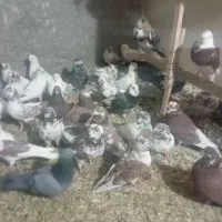 کفتر دنجور فروشی|پرنده|سیرجان, |دیوار