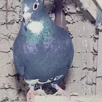 ماده پلنگ خوشگل|پرنده|زرند, |دیوار