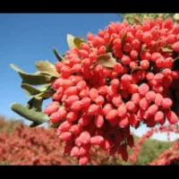 زرشک تازه وخشک وآب زرشک