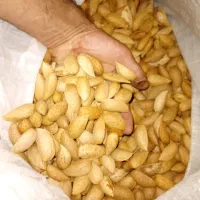 بادام دیم