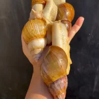 خزنده حلزونهای آچاتینا در انواع سایزها|خزنده|کرمان, |دیوار