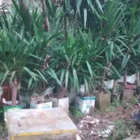 یوکا بزرگ وبنسای قطور،وگلدان۳/۵،گلدان ۱۰و سطل۱۲