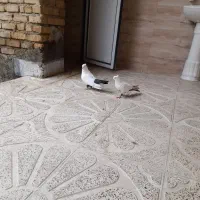 نرو ماده دمی